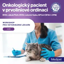 Onkologický pacient v prvoliniové ordinaci | Veterinární klinika Medipet Zlín