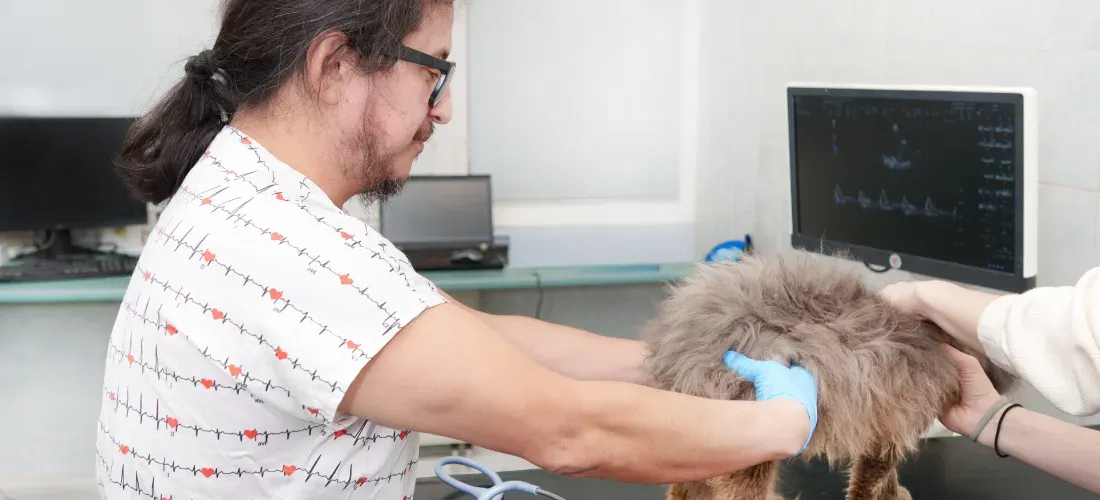 Kardiologie - MVDr. Carlos Fernando Agudelo Ramírez, PhD. | Veterinární klinika Medipet Zlín