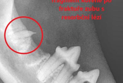 Stomatologické potíže koček - Veterinární klinika Medipet Zlín