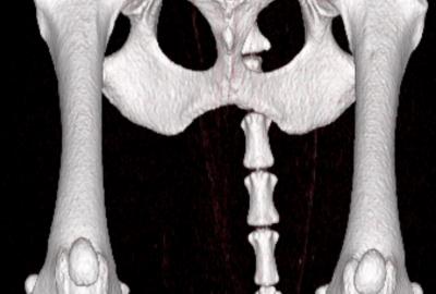 Koleno normální - Zdravý kloub: hladké povrchy, čisté linie, přirozený prostor pro pohyb bez tření. | Veterinární klinika Medipet Zlín