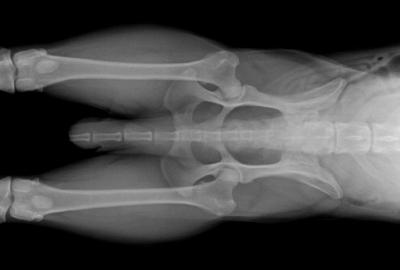 RTG Dysplazie kyčelního kloubu (DKK)