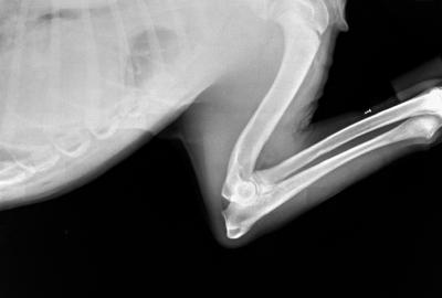 RTG Dysplazie loketního kloubu (DLK)