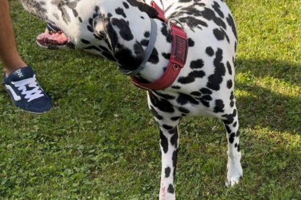 Vážná poranění zápěstí u psů a jejich léčba | Veterinární klinika Medipet Zlín