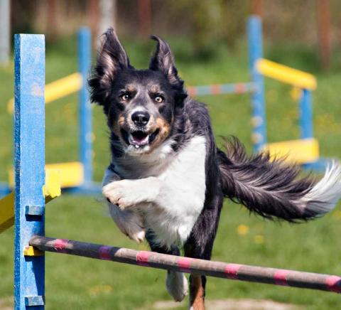 Zranění ramene při agility. Jak ho správně diagnostikovat?  | Veterinární klinika Medipet Zlín